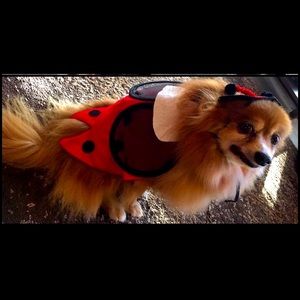 Ladybug 🐞 Dog Costume Size S/M